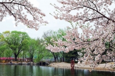 北京玉渊潭公园樱花节拍摄攻略